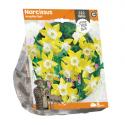 Baltus Narcissus Jonquilla Pipit bloembollen per 5 stuks